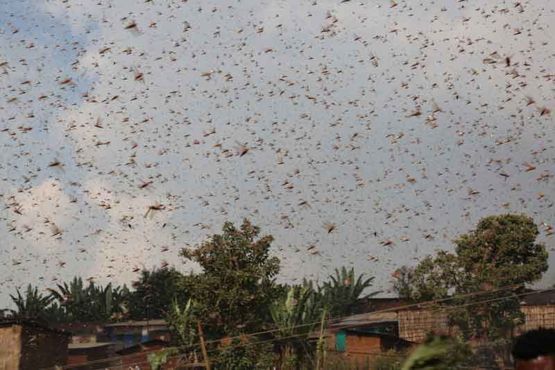 Locusts cover the entire sky above a village in Ethiopia.