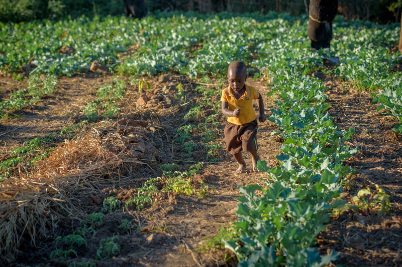 A small boy running around a garden planted with green leafy vegetables.
