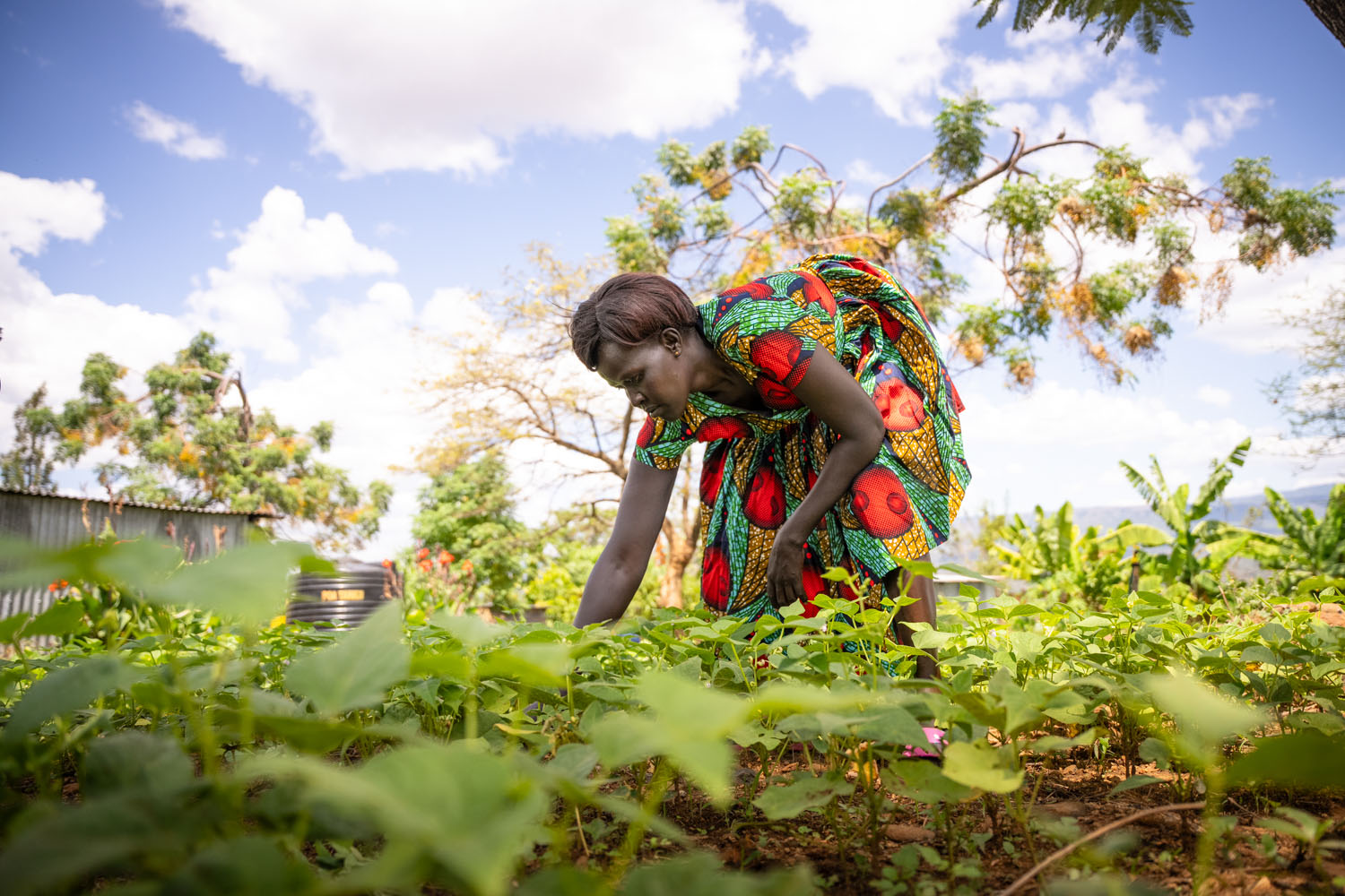 A Kenyan woman wearing a green and red dress bends over her garden, picking something from the ground. 