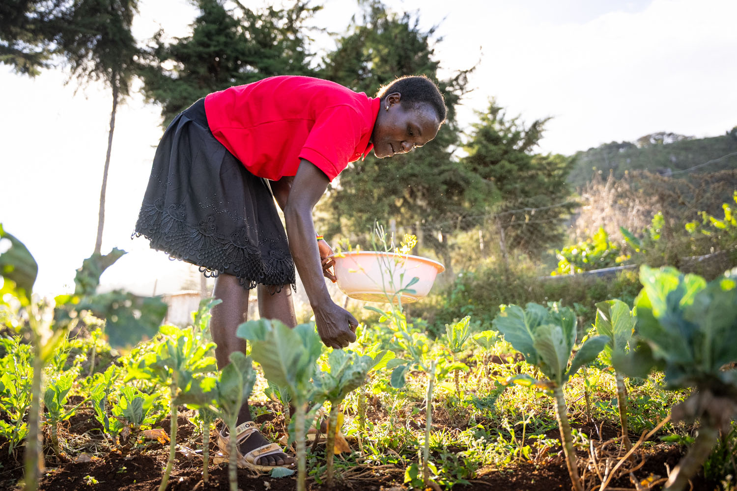A Kenyan woman wearing a red polo shirt bends down to gather vegetables, holding a bowl. 