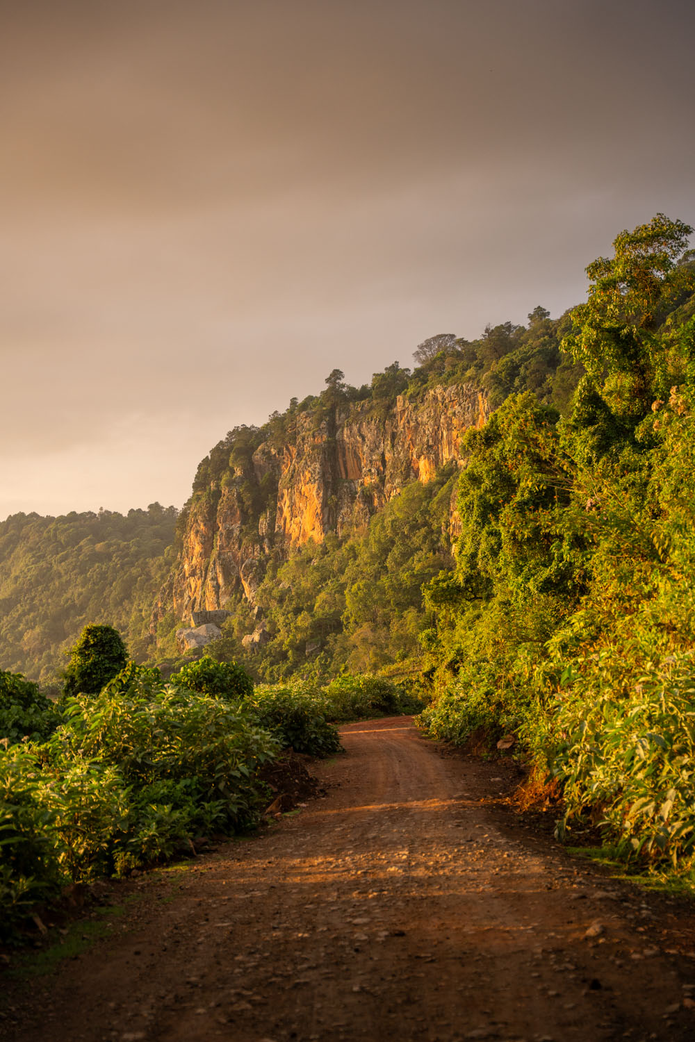 A dirt road leads into the greenery of Rift Valley, Kenya. 