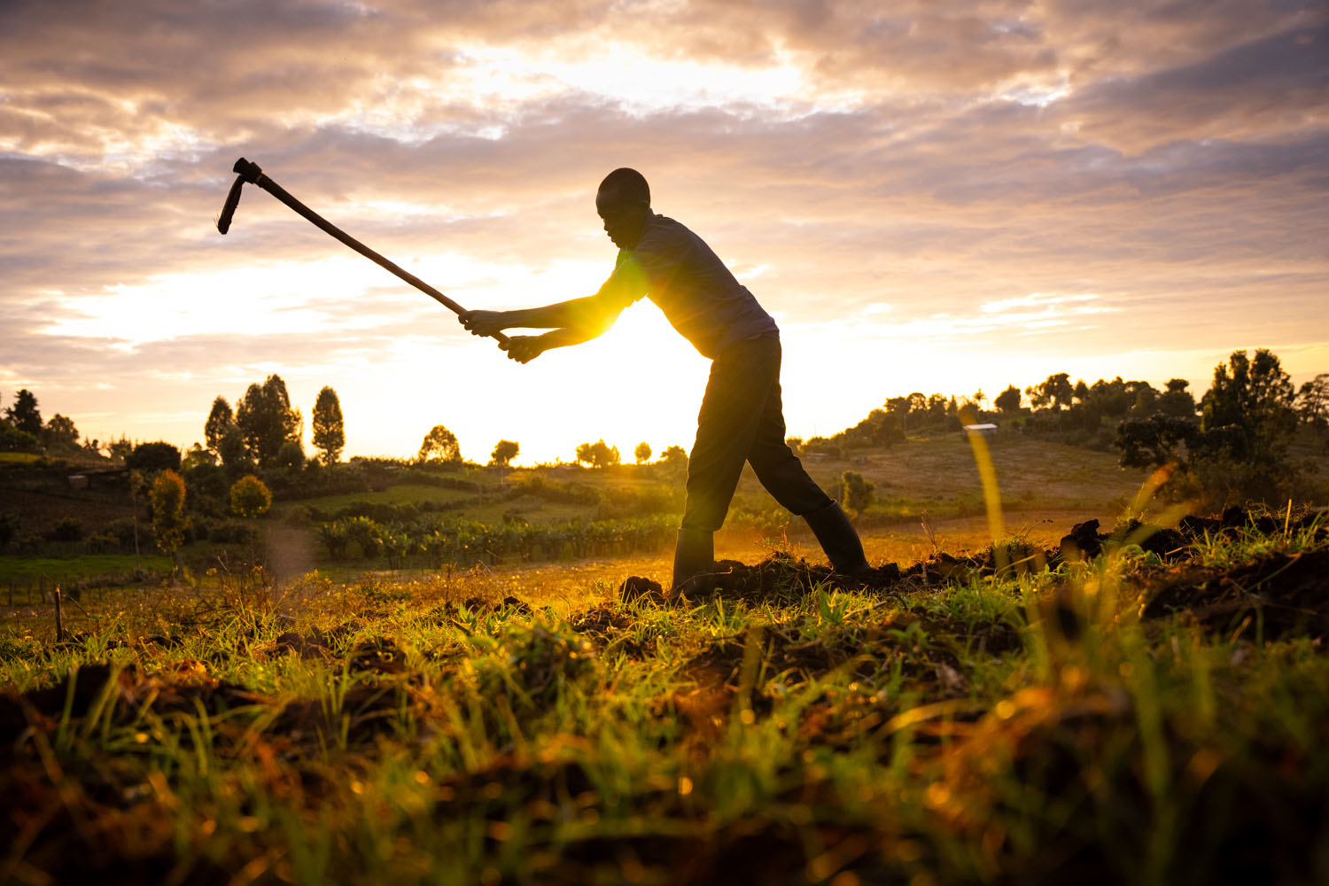 A Kenyan farmer tills his land with a gardening hoe, with the sun glinting in the background. 