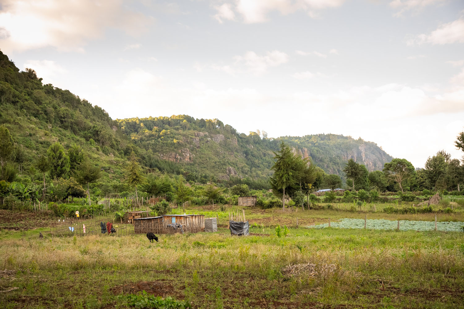 A goat grazes in the distance in front of an animal enclosure beside wide green hills. 