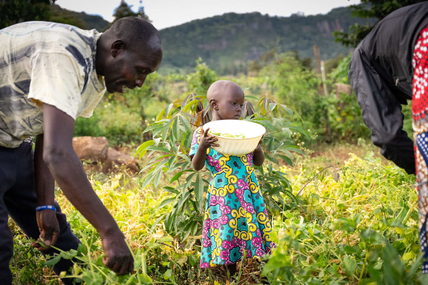 A young Kenyan girl stands between her parents, holding a large bowl, as her parents pick vegetables from their field. 